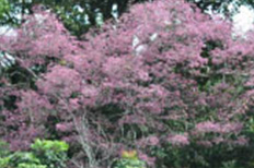 waluwalu