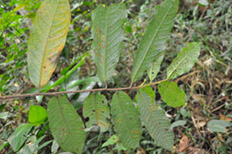 tamujom