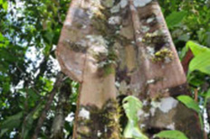 sihkëpani