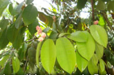 pukut
