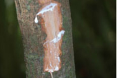palakta