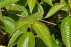 paijula