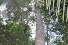 kuwaluk