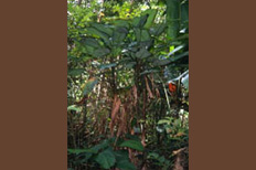 kalanali