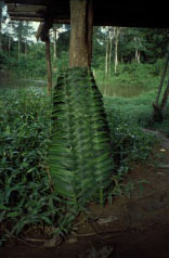 kumu