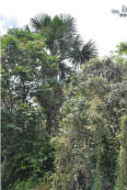 kuwai02-large