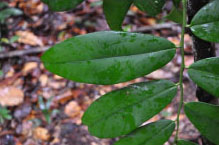 mamilihle02-large