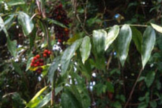 kolopijoto