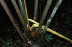 kuluwa