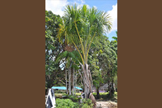 kuwaï