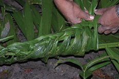 katalipa