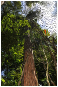 Les arbres